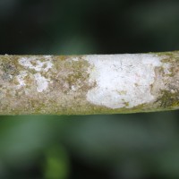Gardenia crameri Tirveng.